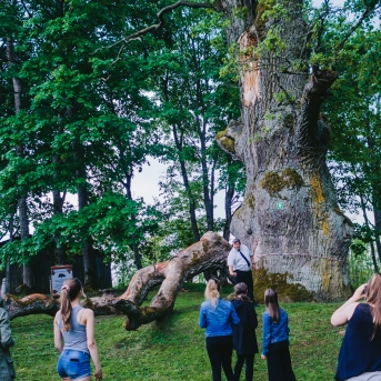 Viesos koris no Somijas - 