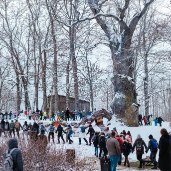 Sējas dižozols - Eiropas gada koks Latvijā 2022 - 