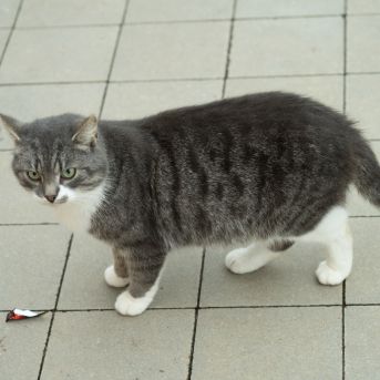 Dziesmu vakars klusinātā gaismā - 