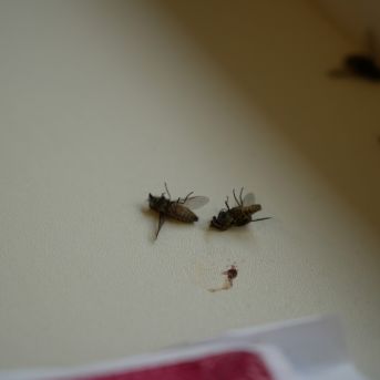 Lai top!  2025 4.diena - 